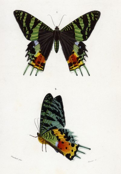 Urania Riphaeus by Emile Theophile Blanchard